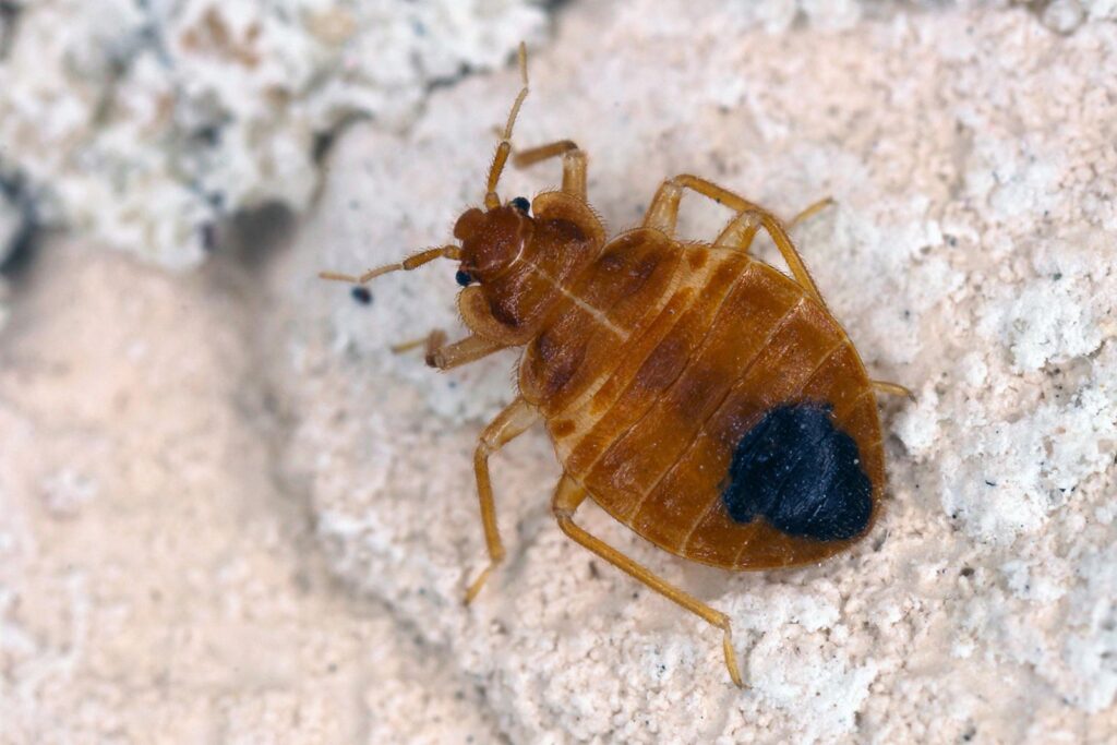Why do bed bugs become more active at night and stay hidden during the day?