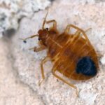 Why do bed bugs become more active at night and stay hidden during the day?