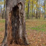 How do Tree Services Identify Early Internal Tree Decay?