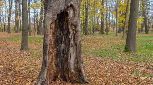How do Tree Services Identify Early Internal Tree Decay?