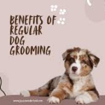 How Consistent Grooming Helps Keep Your Dog Happy, Clean, and Comfortable