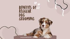 How Consistent Grooming Helps Keep Your Dog Happy, Clean, and Comfortable