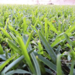 Why Buffalo Grass Has Become the Default Choice for Australian Homeowners Wanting a Low-Maintenance Lawn