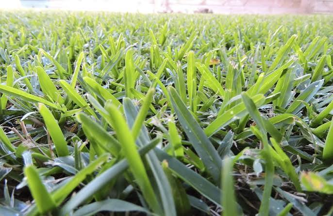 Why Buffalo Grass Has Become the Default Choice for Australian Homeowners Wanting a Low-Maintenance Lawn
